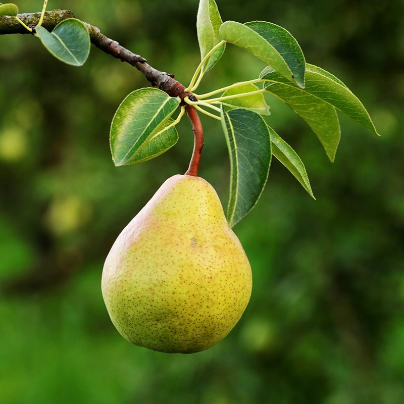 pears