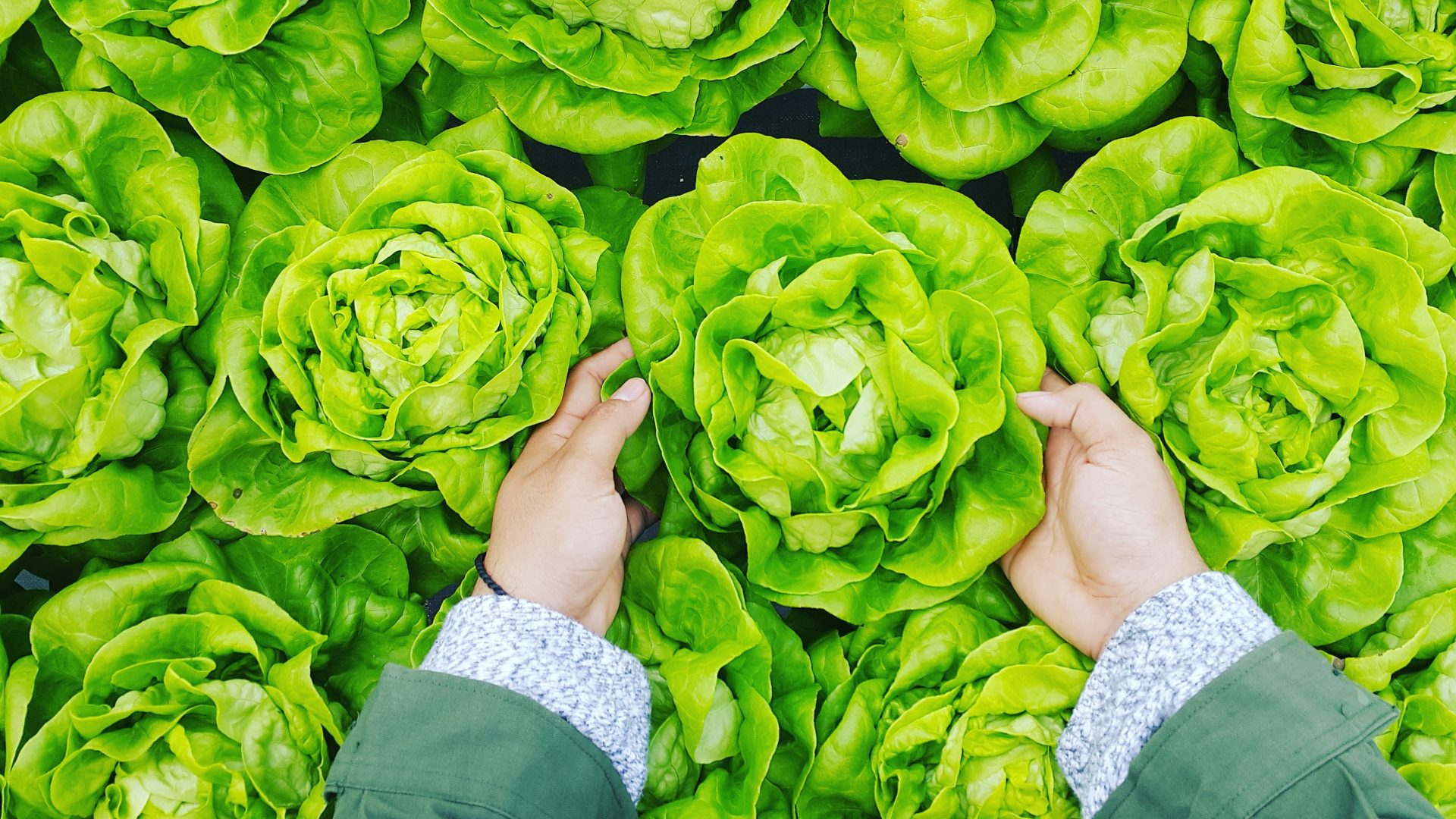 Growing Lettuce