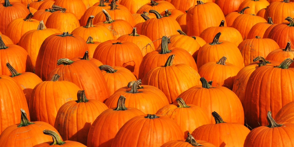 pumpkin-shortage-te-main-211022